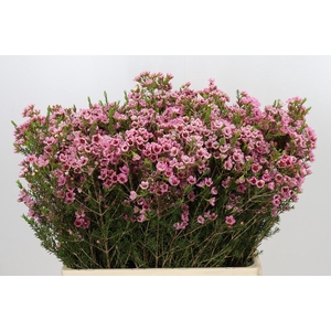 CHAMELAUCIUM SARAH S DELIGHT