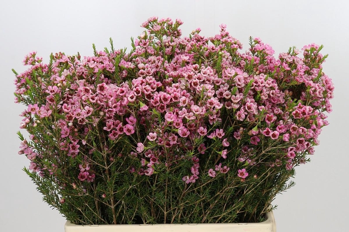 <h4>Chamelaucium Sarah's Delight</h4>