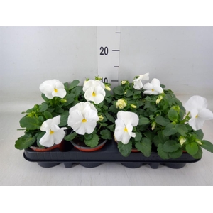 Viola wr. 'Delta Pure White'