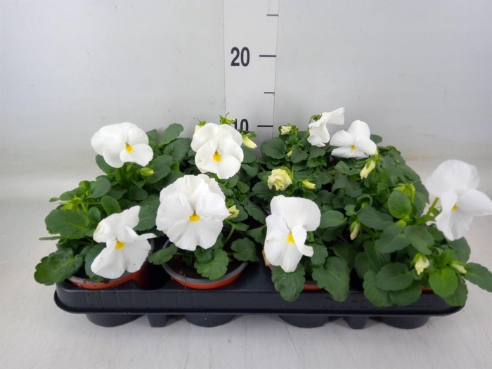 <h4>Viola wr. 'Delta Pure White'</h4>