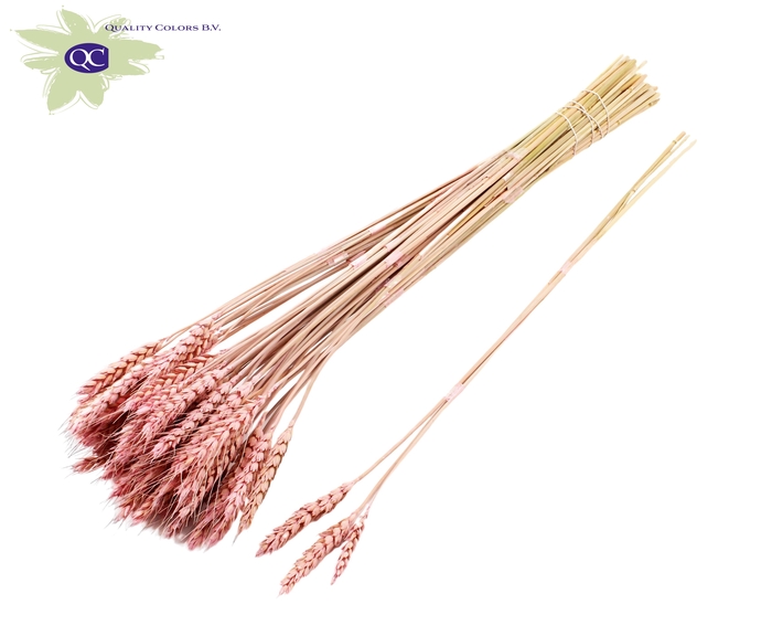 <h4>Triticum 3pc/tuft frosted pink</h4>