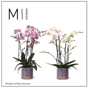 Phalaenopsis Marvellous Mix 50+ – 17cm in Didi Pearl Purple | Mimesis