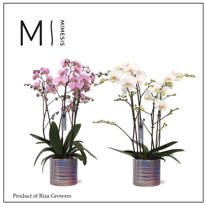 <h4>Phalaenopsis Marvellous Mix 50+ – 17cm in Didi Pearl Purple | Mimesis</h4>