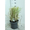 Cortaderia selloana