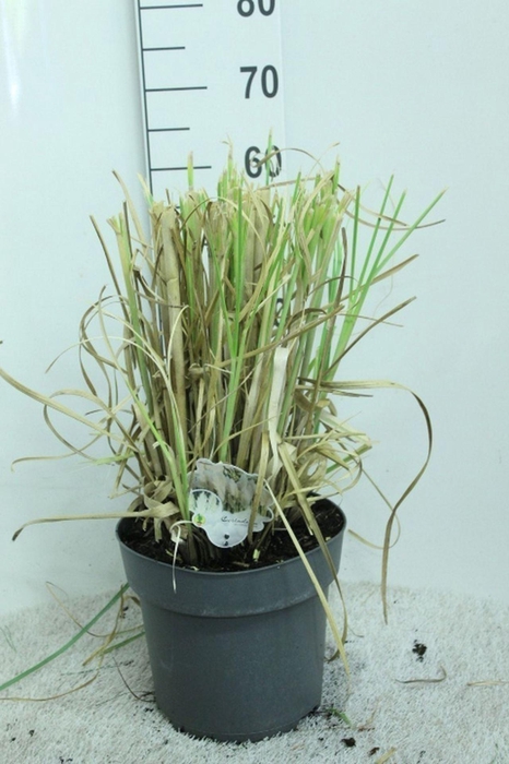 Cortaderia selloana