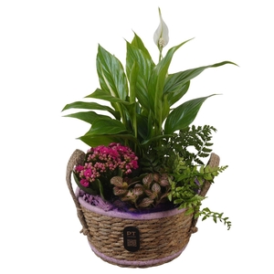 5246 PAARS MANDJE SPATH