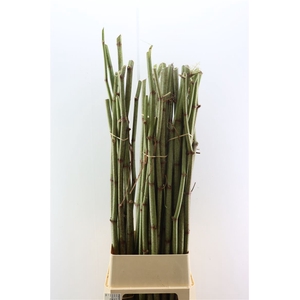 Polygonum Stokken 180cm