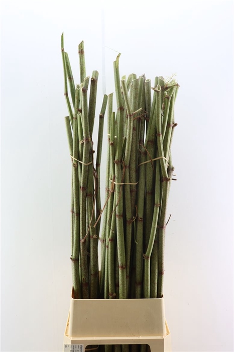 <h4>Polygonum Stokken 180cm</h4>