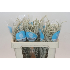 Amaranthus Yearming Desert