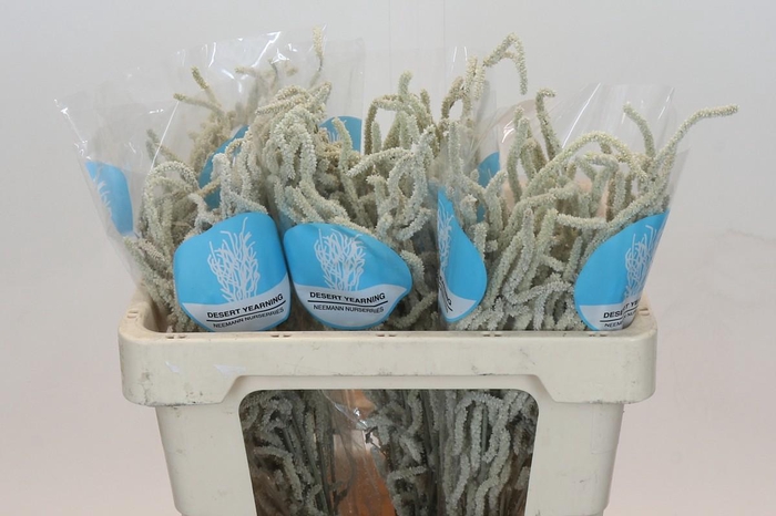 <h4>Amaranthus Yearming Desert</h4>