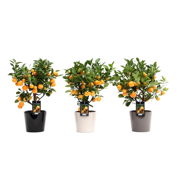 <h4>Citrus Calamondin in Mix Keramiek Roma</h4>