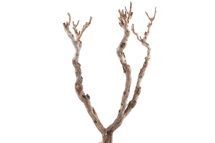 <h4>Syringa Branch Extra Carcassi</h4>