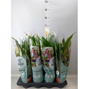 Spathiphyllum  'Sweet Chico'