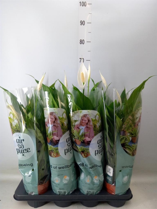 <h4>Spathiphyllum  'Sweet Chico'</h4>