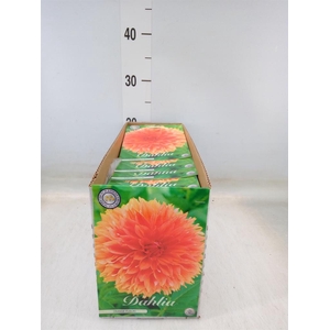 Dahlia   ...flowerbulbs