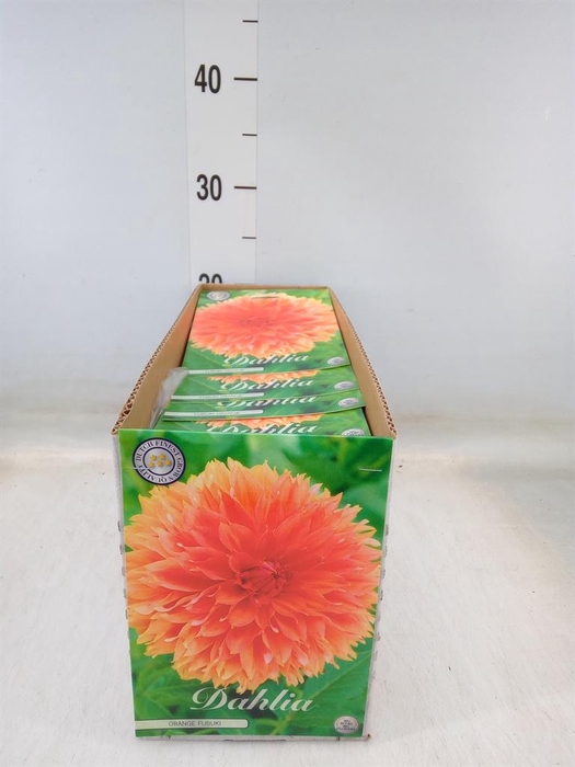 <h4>Dahlia   ...flowerbulbs</h4>