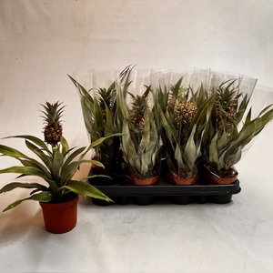 ANANAS ROSITA