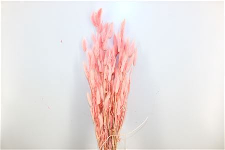 Dried Lagurus Nude Pink Bunch