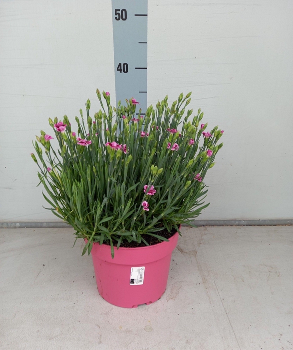 <h4>DIAN DI PINK KISSES</h4>