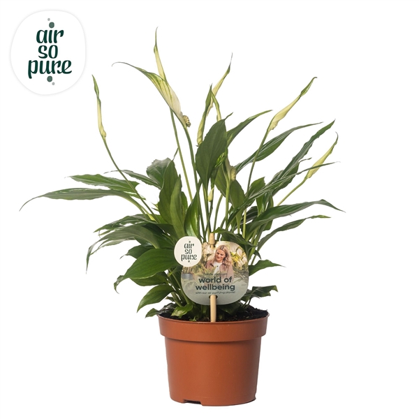 <h4>Spathiphyllum 10,5 cm Rondo Air so Pure - WOW etiket</h4>