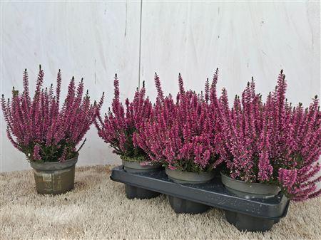 <h4>Callu Bl Renate</h4>