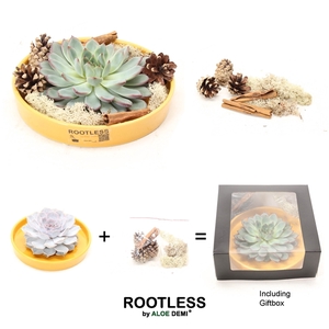 ROOTLESS Echeveria DIY autumn, yellow bowl