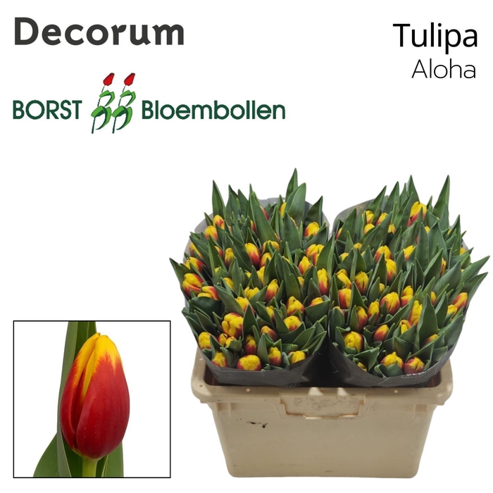 <h4>Tulipa Aloha</h4>