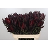 Leucadendron Saf Sunset Dark R.