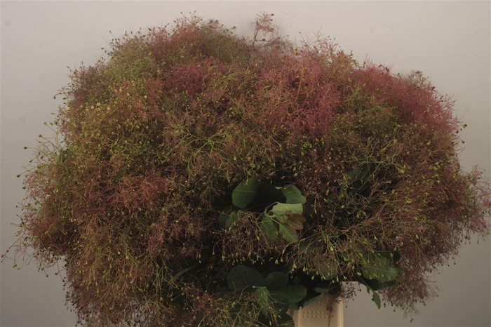 <h4>COTI C YOUNG LADY DE</h4>