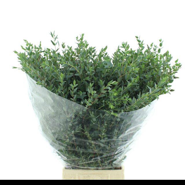 <h4>EUC PARVIFOLIA P BS</h4>