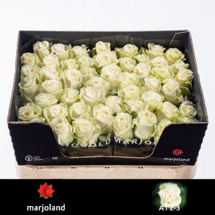 <h4>ROSA GR 'DOLOMITI'</h4>