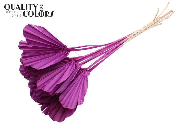 Palm Spear Heart per stem Lilac