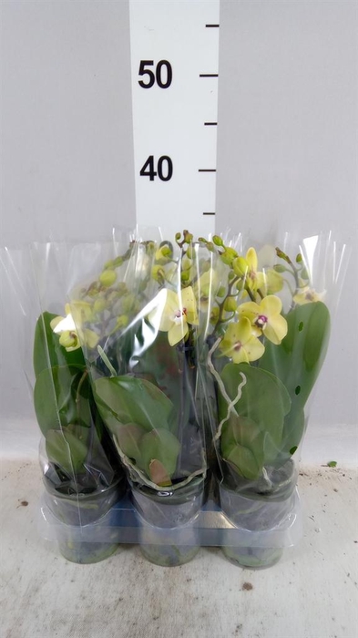 Phalaenopsis multi.   ...