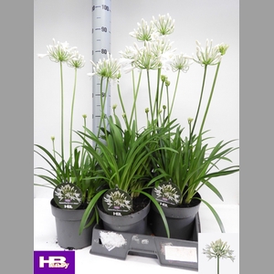 AGAPA HENRYS WHITE
