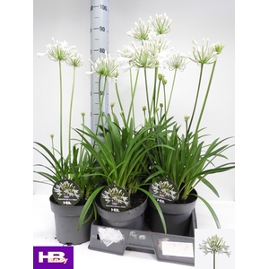 AGAPA HENRYS WHITE