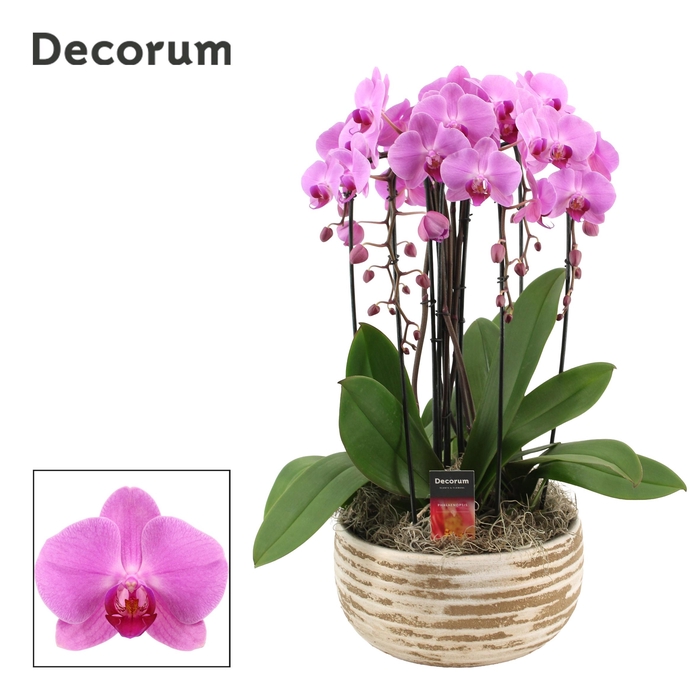 <h4>PHAL OV ROZE</h4>