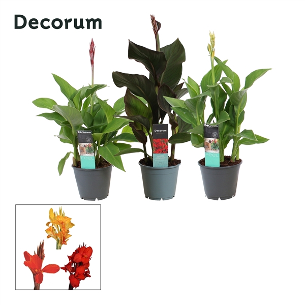 Canna Mix (Decorum)