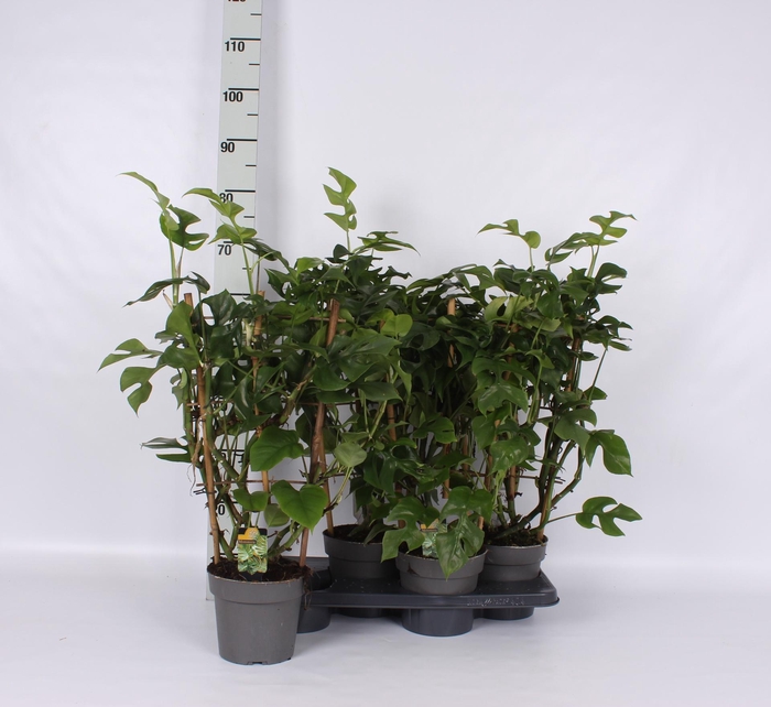 <h4>MONSTERA OV</h4>