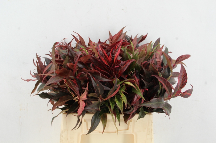 <h4>LEUCOTHOE ROOD KLEURBEHANDELD 040CM</h4>
