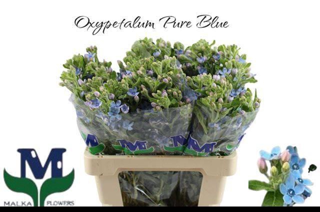 <h4>OXY CO TAN PURE BLU</h4>