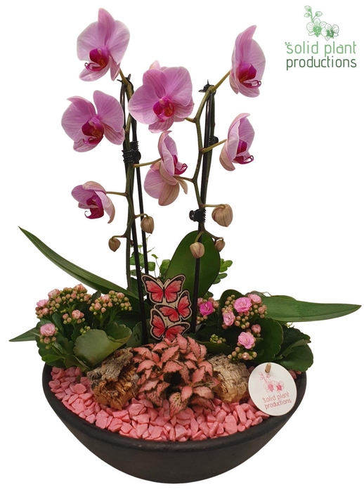 <h4>Ebbi Pink Deluxe</h4>