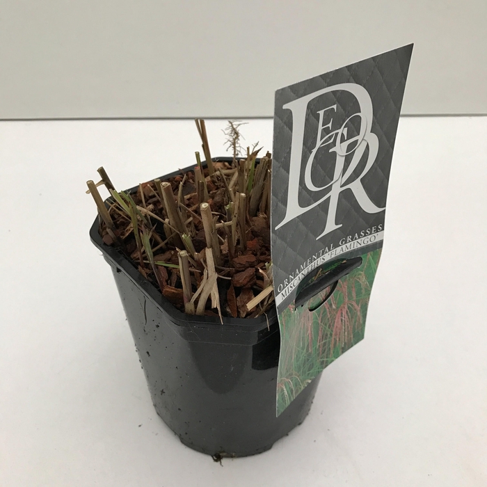 <h4>Graminées Miscanthus 'Flamingo'</h4>