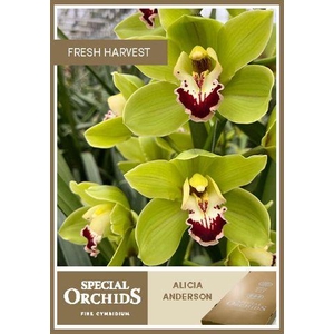 CYMB T ALICIA ANDERSON