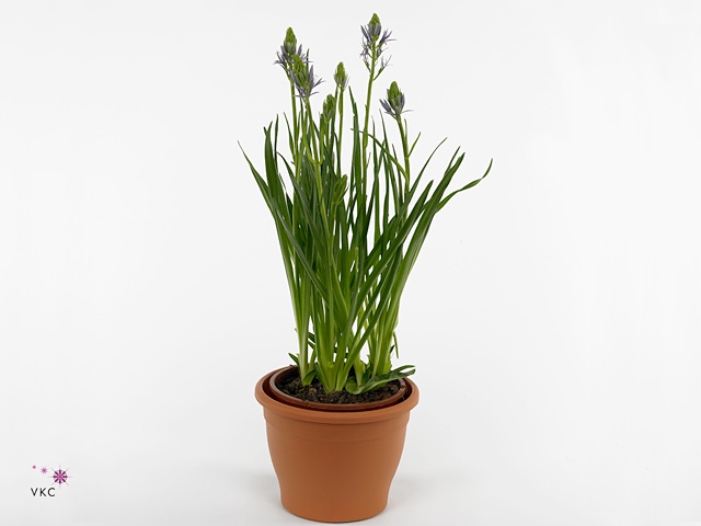 Camassia leich. 'Caerulea'