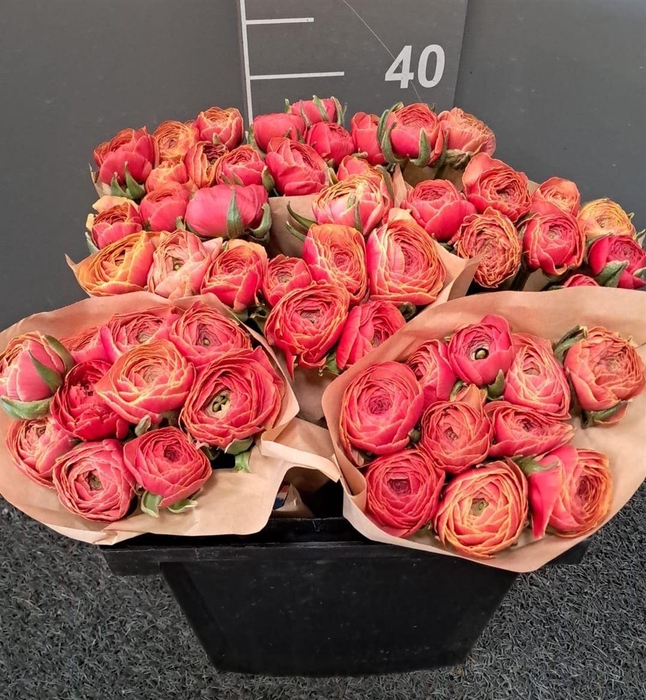 <h4>Ran Suc Ex Ring</h4>