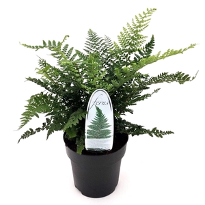 Polystichum setiferum