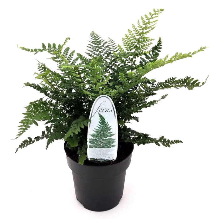 <h4>Polystichum setiferum</h4>