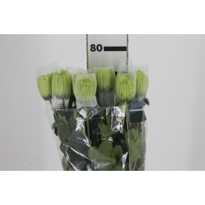 ANASTASIA DARK GREEN 080 CM VERDE