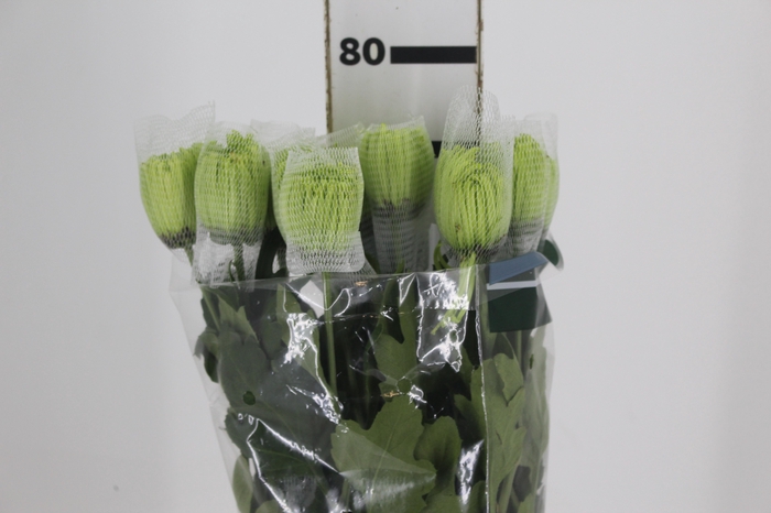 <h4>ANASTASIA DARK GREEN 080 CM VERDE</h4>