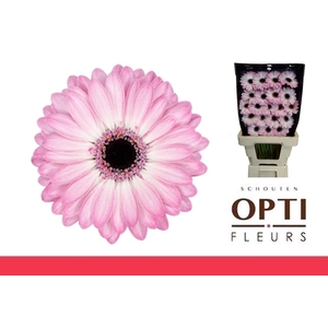 Germini Lollipop Diamond